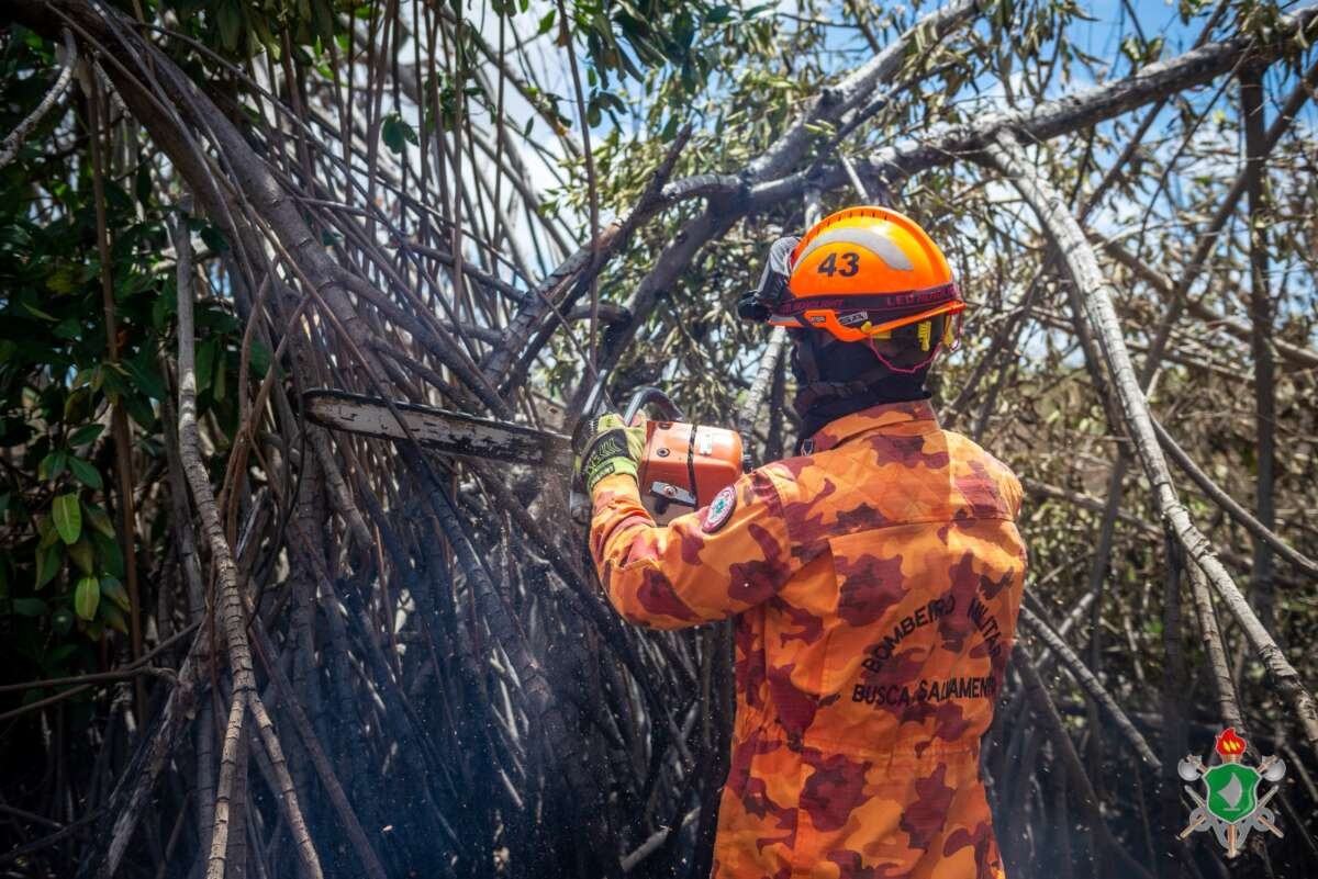 Corpo de Bombeiros já cortou 826 árvores em perigo em 2023