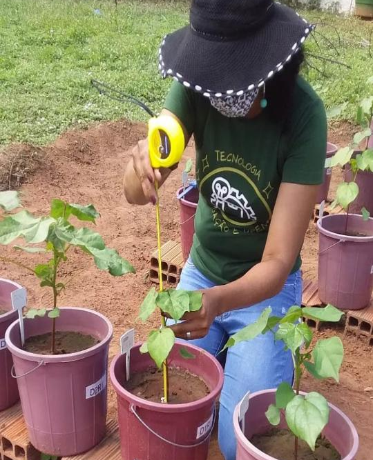 Pesquisa da Fatec Cariri busca criar recomendação da adubação nitrogenada para o algodoeiro no Cariri