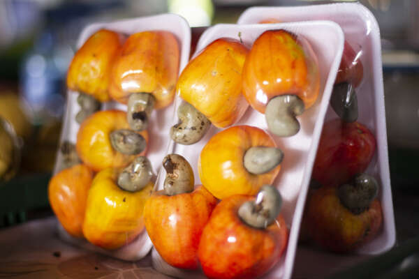 Preço do caju declina 45,21% na Ceasa em Maracanaú no comparativo semanal