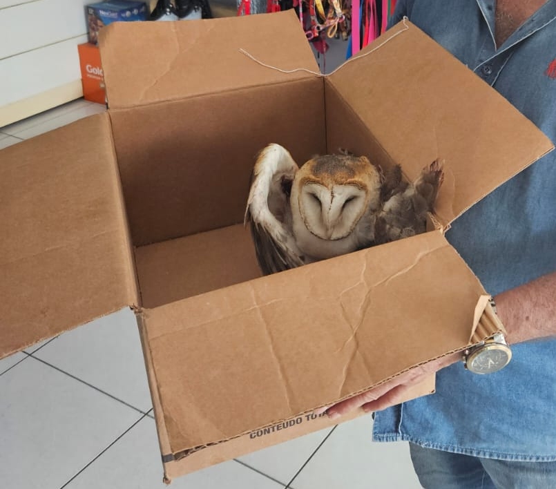 Em ações distintas, PMCE realiza o resgate de cobra e coruja em Fortaleza e Juazeiro do Norte