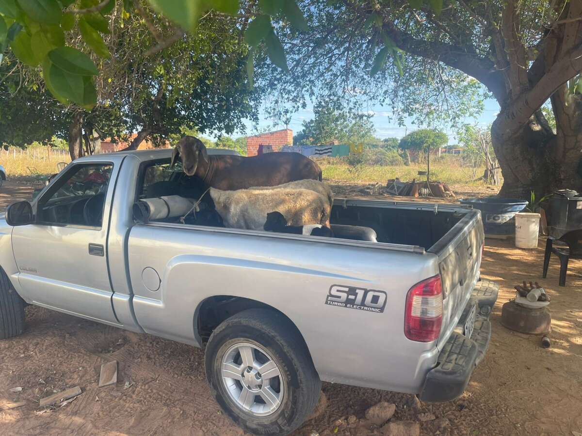 Polícia Civil prende homem em flagrante em posse de ovelhas avaliadas em 10 mil reais em Quixadá