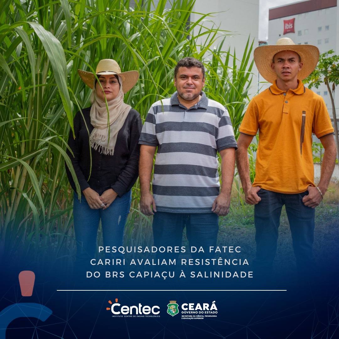 Pesquisadores da Fatec Cariri avaliam resistência do BRS Capiaçu à salinidade