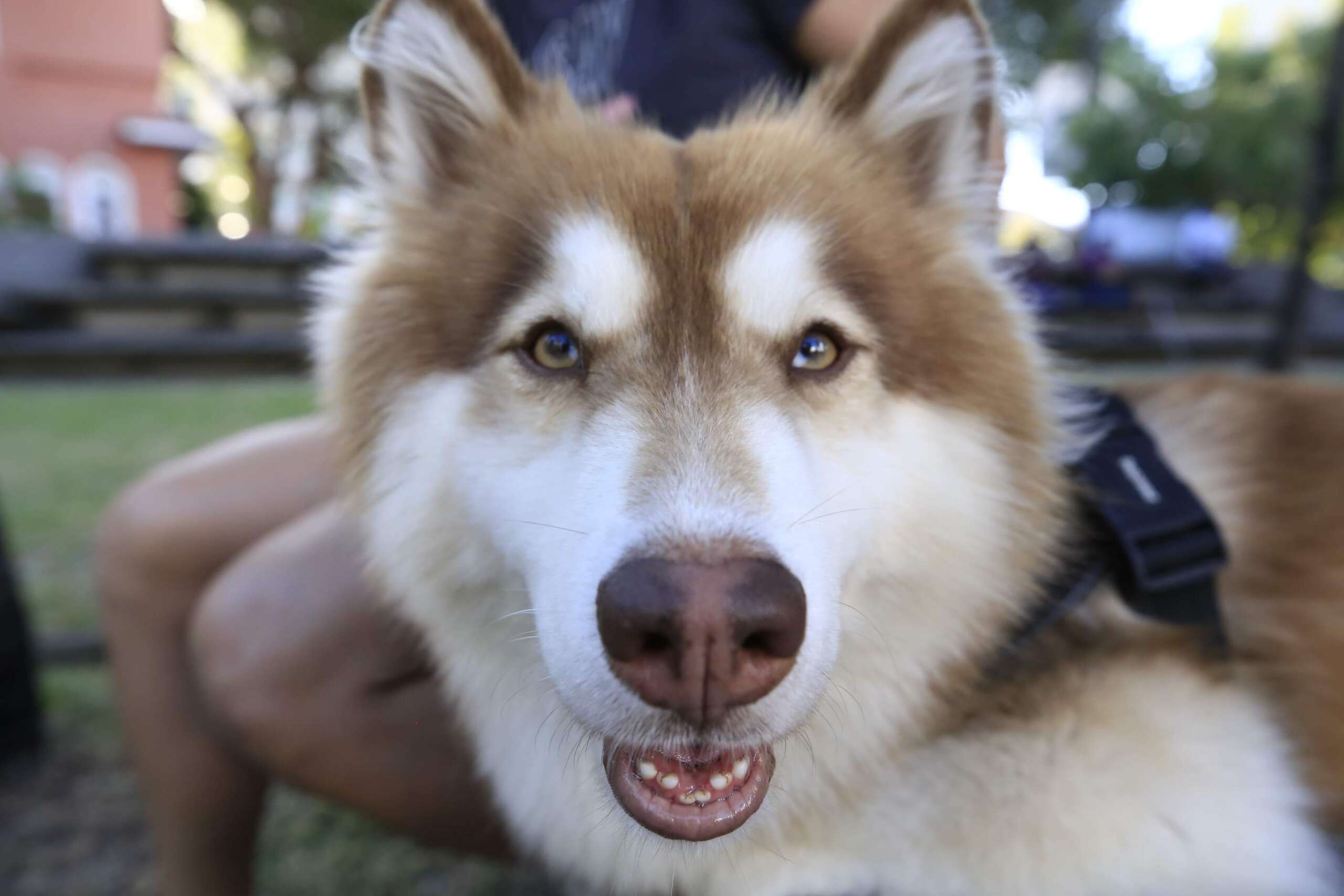 Estado do Ceará vai garantir atendimento veterinário gratuito para inscritos no Cadúnico e apoio financeiro para entidades protetoras