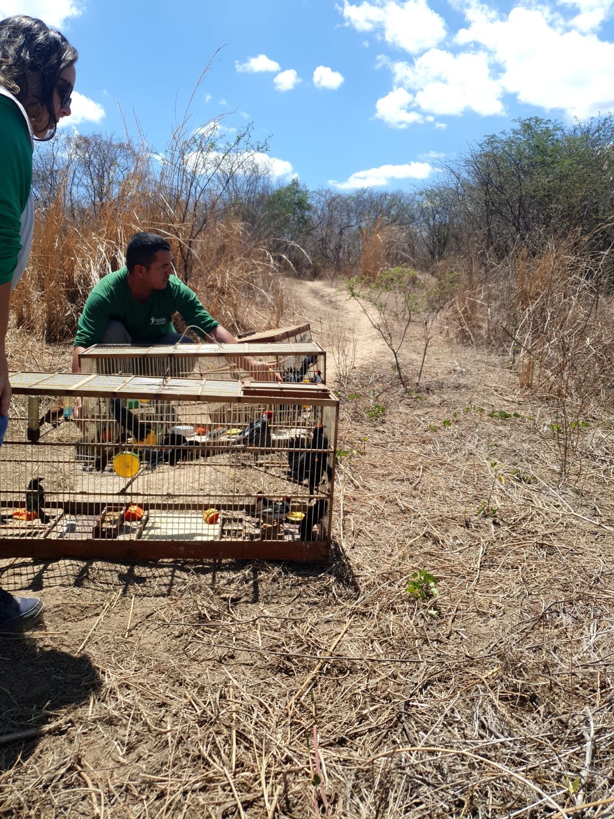 Semace realiza a soltura de dezenas de animais silvestres na Região Metropolitana de Fortaleza