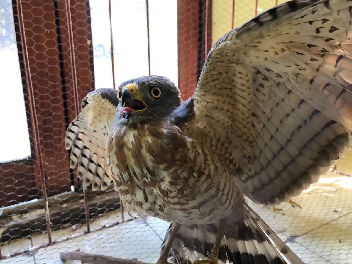 PMCE resgata um gavião-carijó e uma cobra corre-campo na Região do Cariri