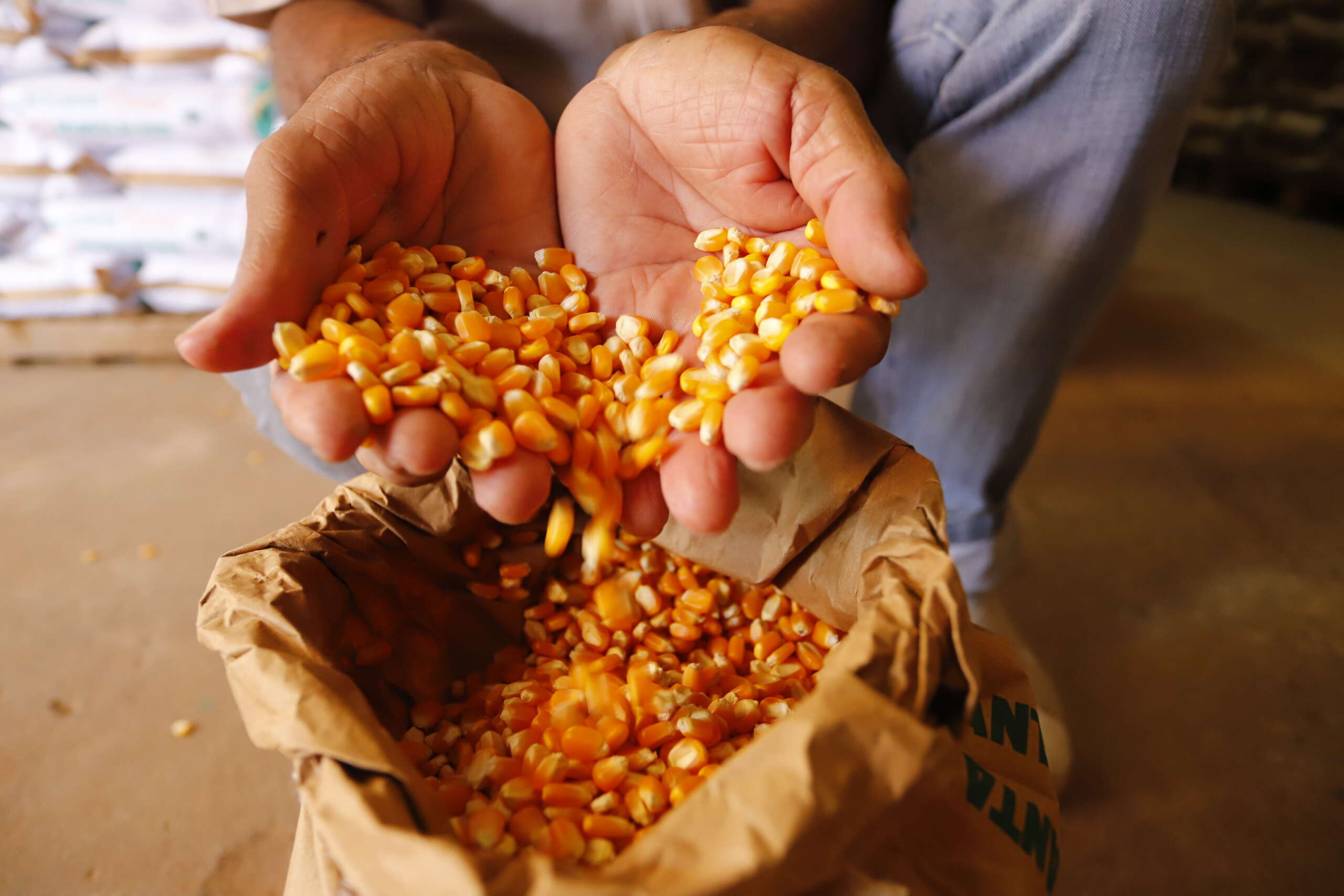 Governo do Ceará lança 37ª edição do Projeto Hora de Plantar para beneficiar 155 mil agricultores