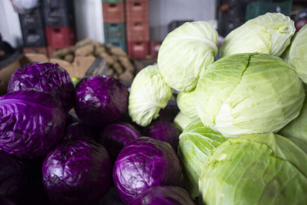 Repolho branco/verde está a R$ 5,50/kg na Ceasa em Maracanaú