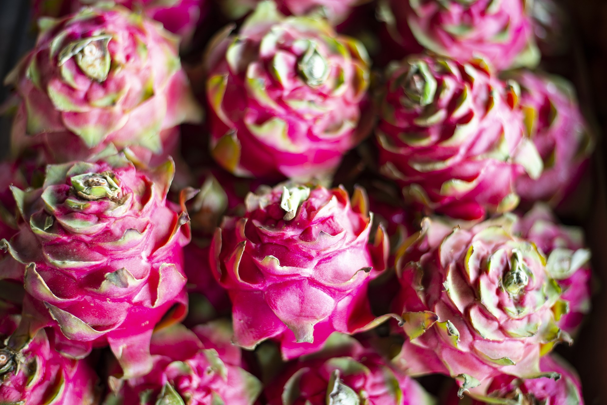 Ano começa com pitaya a R$ 20,00/kg na Ceasa em Maracanaú