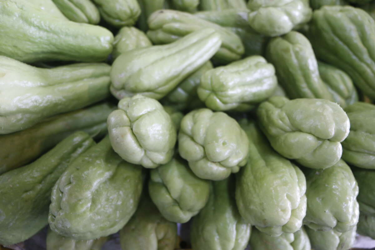 Preço do chuchu registra queda de 16,7% na Ceasa Cariri