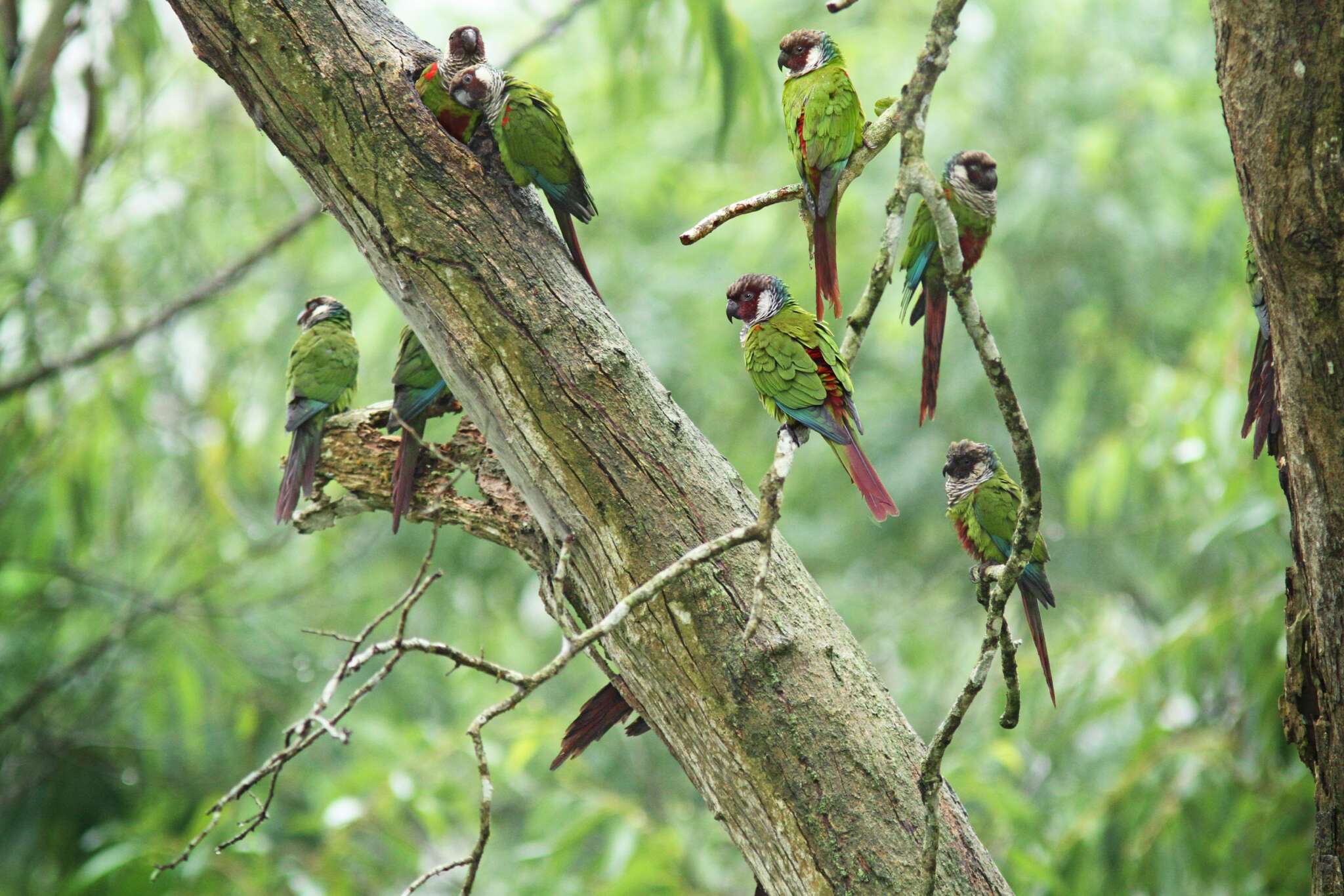 Homologado Plano de Manejo de UC estadual que protege espécie única da nossa fauna