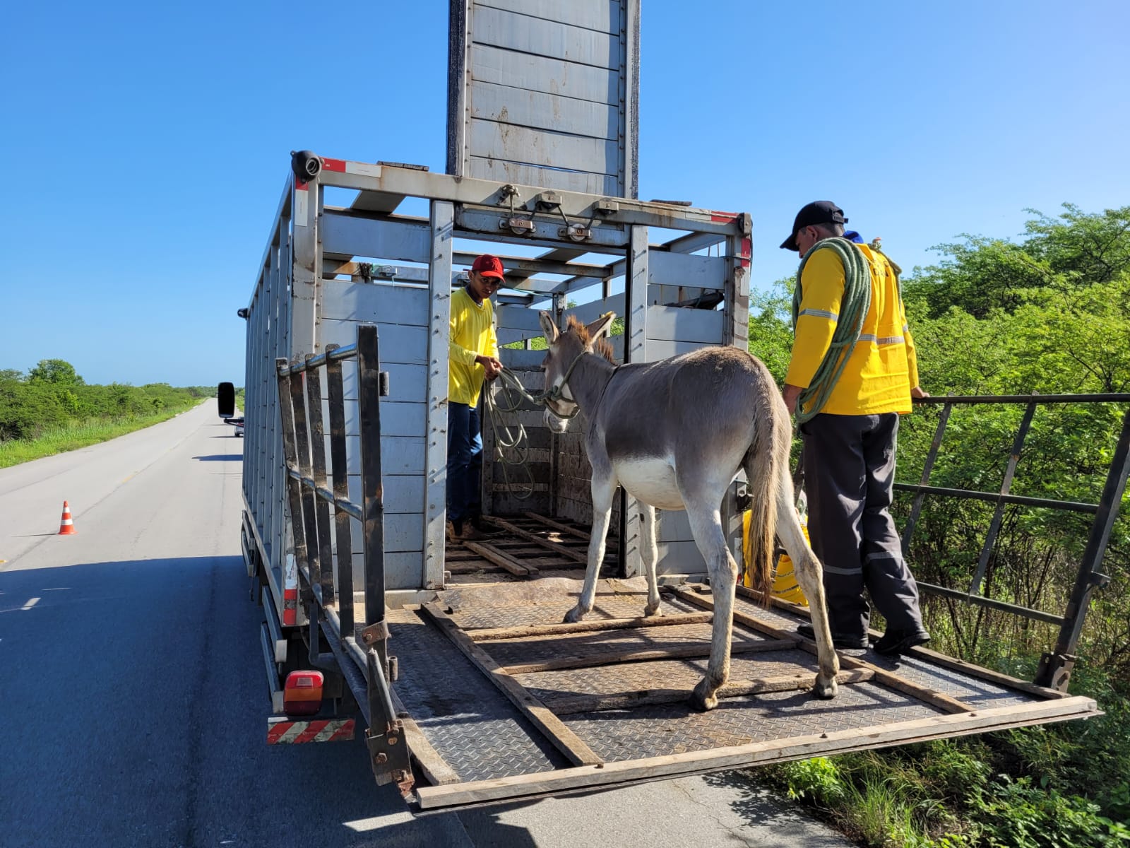 Detran-CE mantém em fazenda cerca de 1.200 animais resgatados às margens das CEs