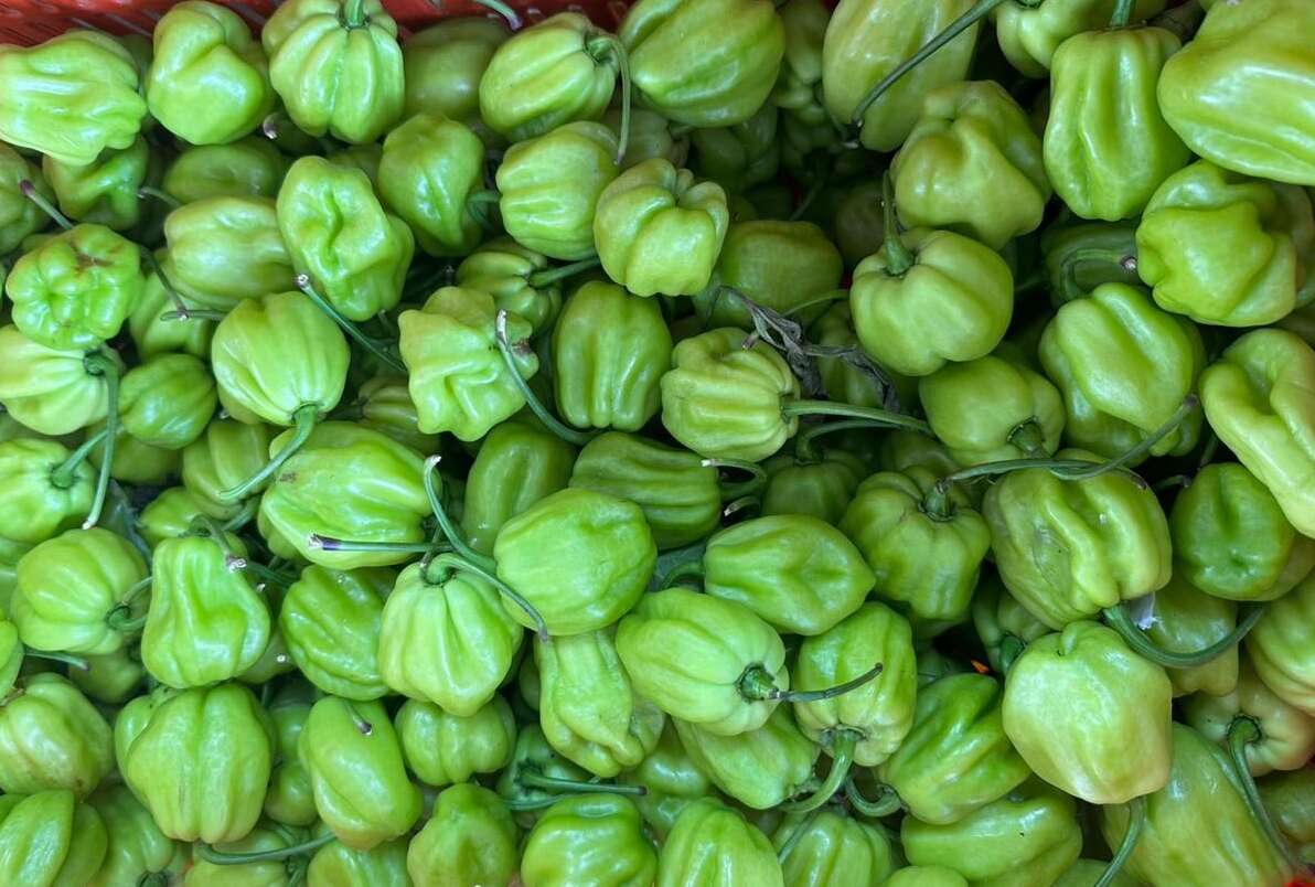 Preço da pimenta de cheiro tem queda de 37,5% na Ceasa Cariri