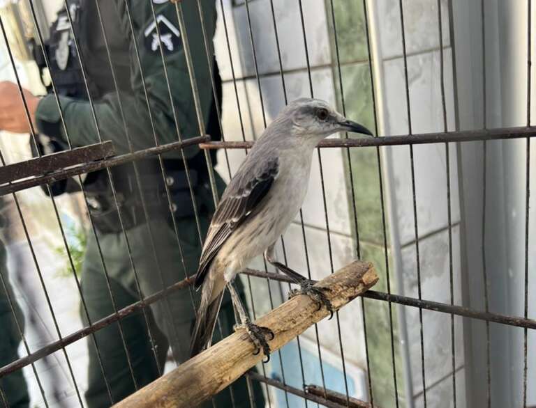 Em ações distintas, PMCE apreende 28 aves silvestres, gaiolas e munições na Capital e em Massapê