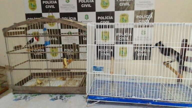 Ações da PCCE resultam em cumprimentos de mandados de prisão e autuação por crime ambiental na RMF