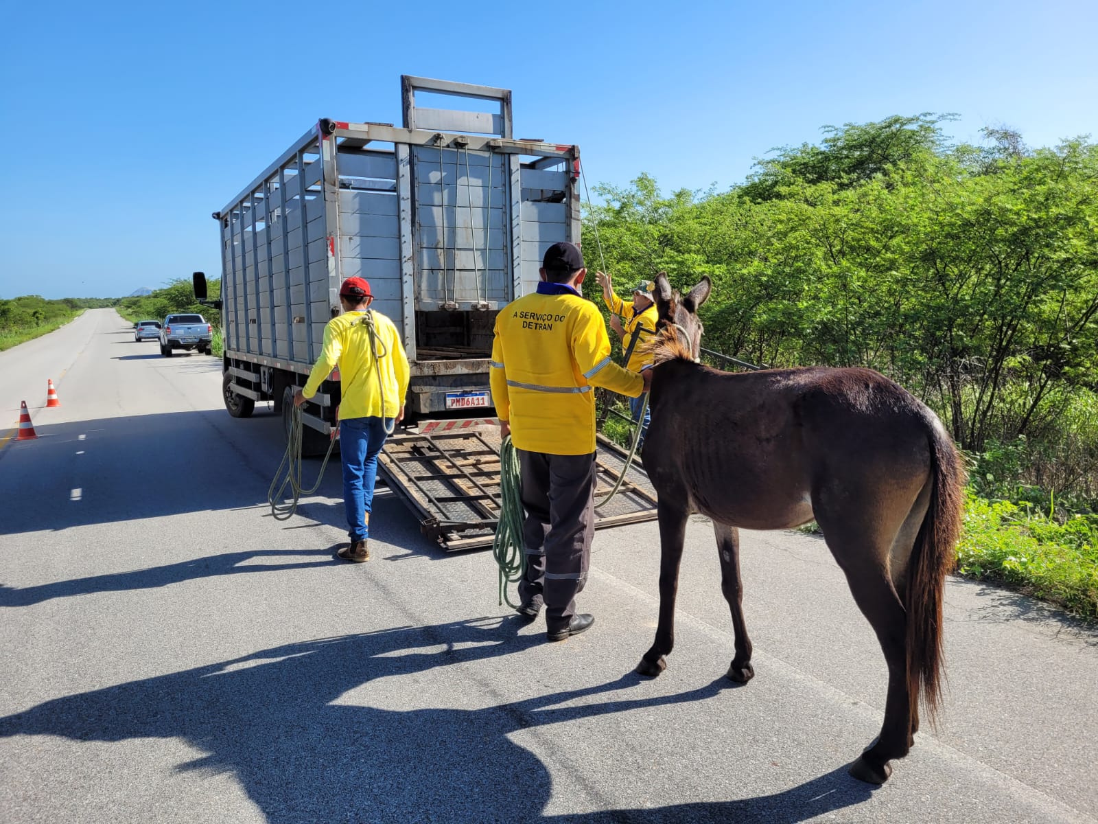 Detran-CE recolhe quase 100 animais abandonados nas CEs durante o Carnaval