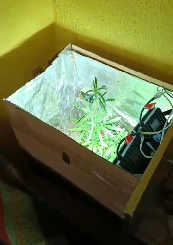 Homem em posse de estufa com plantação de maconha é preso pela PCCE na Capital