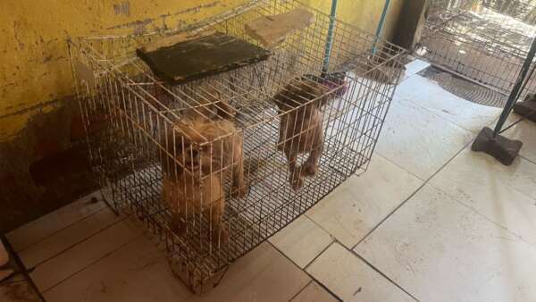 Ação conjunta prende suspeito de maus-tratos e desarticula canil clandestino na Cidade dos Funcionários