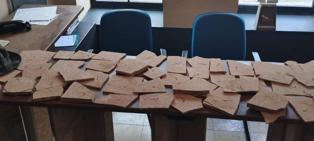 PMCE recolhe 51 fósseis durante fiscalizações em pedreiras nos municípios de Nova Olinda e Santana do Cariri