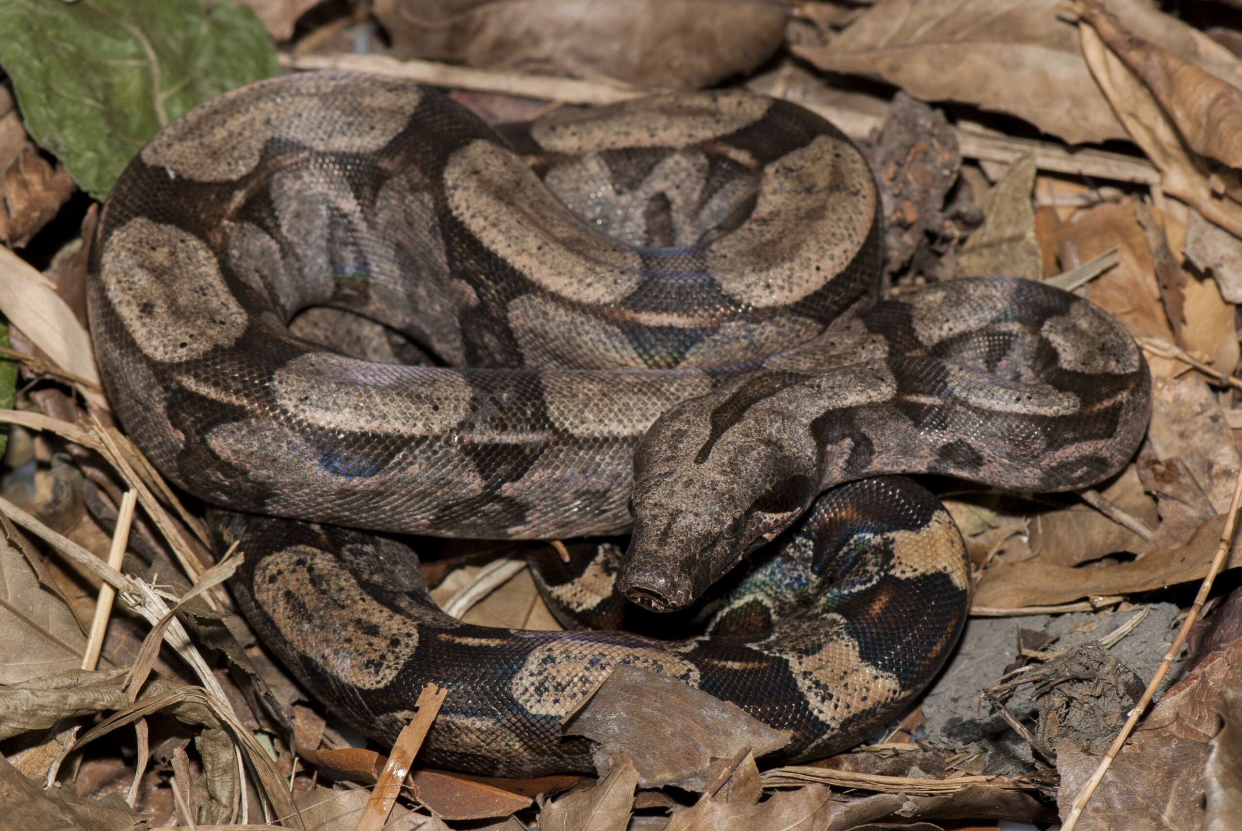 Pesquisadores da Uece, do Museu Nacional e do Butantan descobrem nova espécie de jiboia