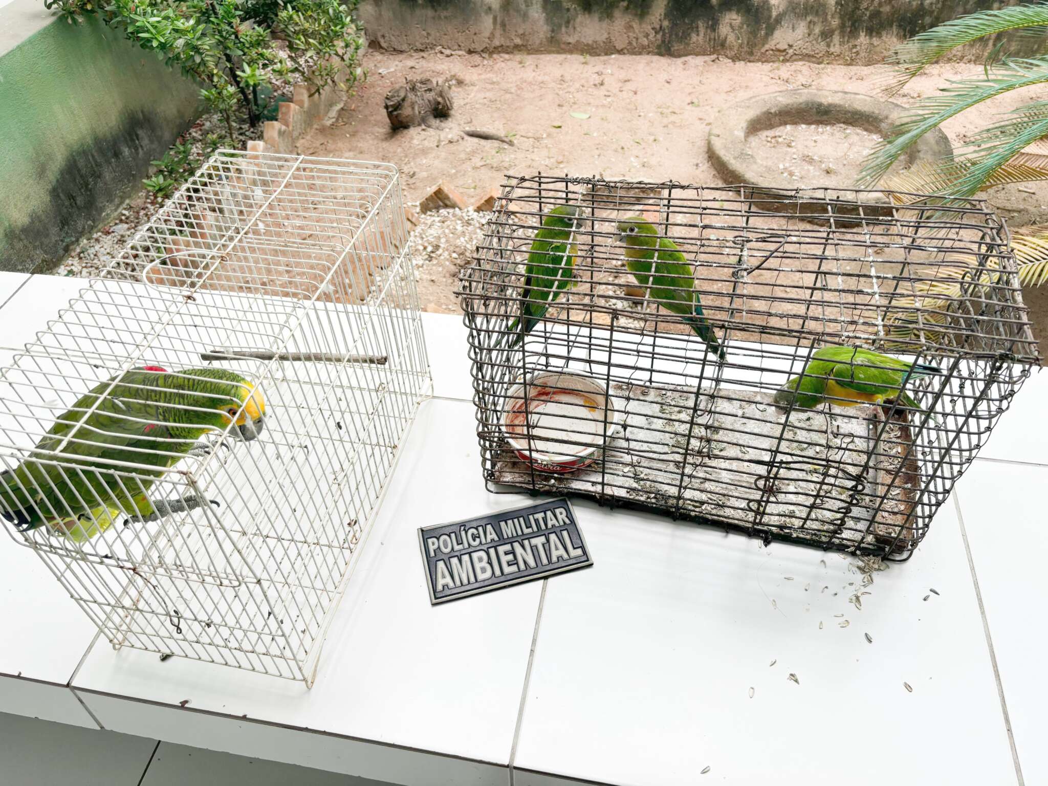 Mulher é detida e cinco pássaros silvestres são resgatados pela PMCE em Crateús