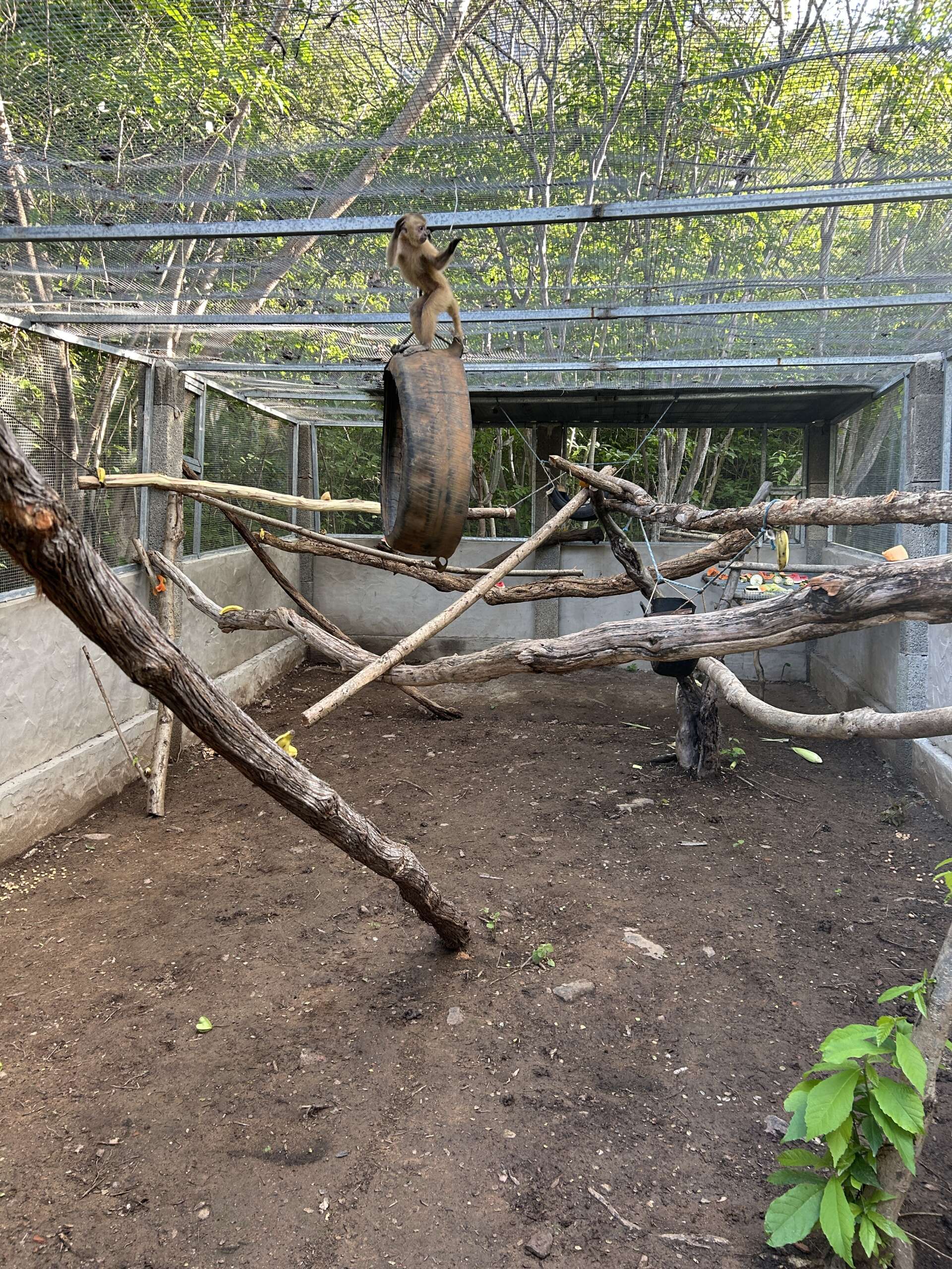 Governo do Ceará realiza pré-soltura de animais vítimas de tráfico para readaptação na natureza