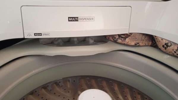 Jiboia que estava dentro de uma máquina de lavar é resgatada pelo CBMCE