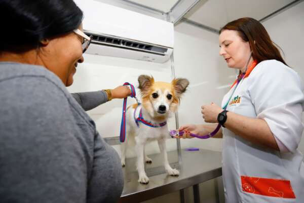 Pet Ceará Móvel chega aos bairros Mondubim e Barra do Ceará a partir de segunda-feira (23)