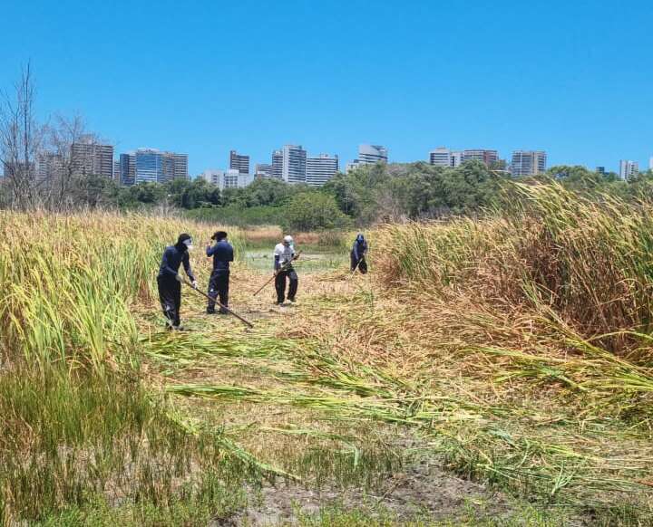 Parque Estadual do Cocó cria aceiros para prevenir incêndios florestais