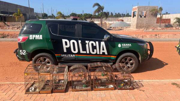 PMCE apreende 26 pássaros silvestres em cativeiro e conduz suspeito à delegacia em Cruz