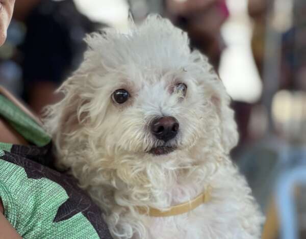 Pet Protegido: Sepa distribui coleiras antiparasitárias para animais de Sobral e Granja