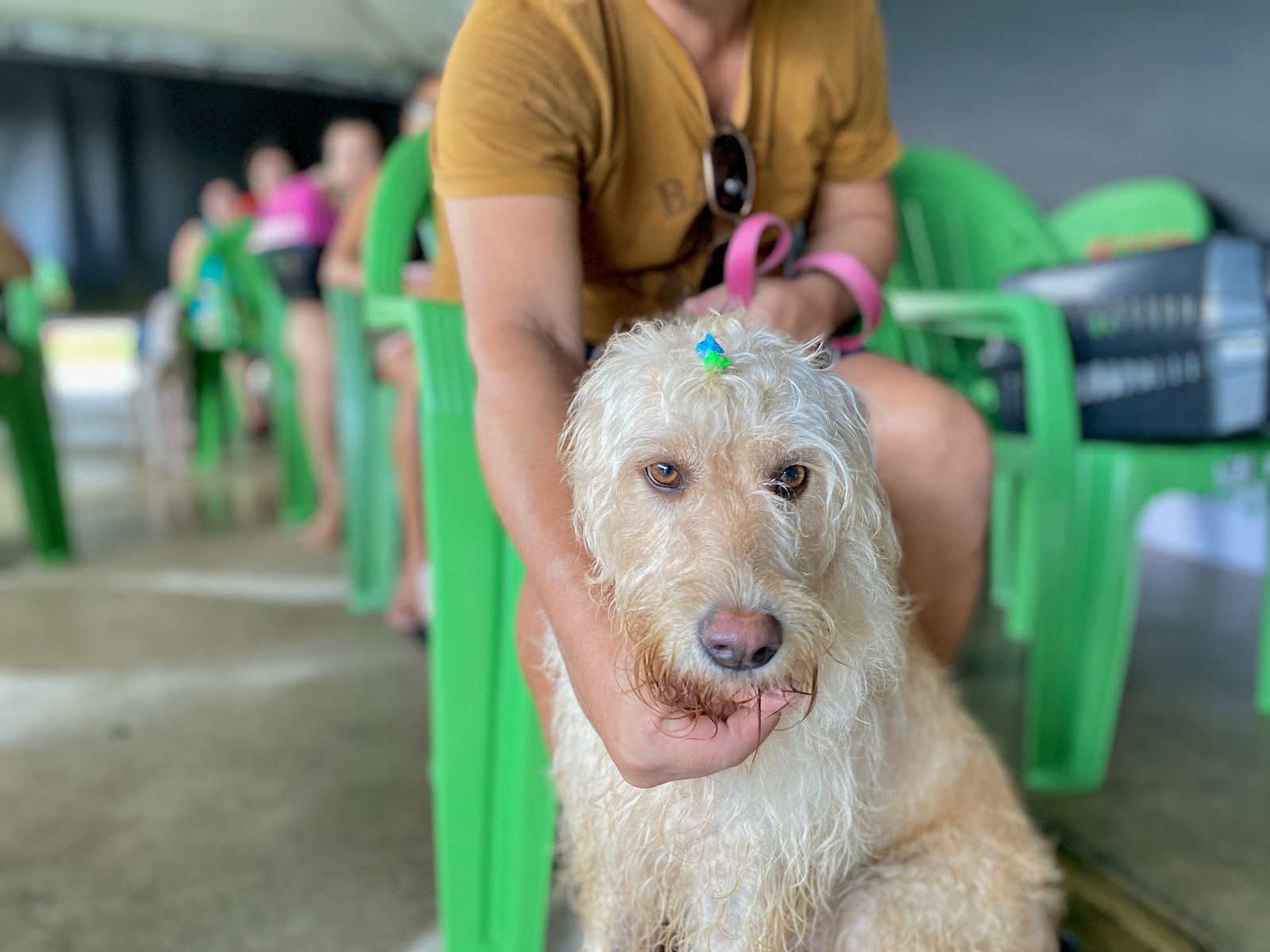 Pet Ceará Móvel atende na Ceasa, em Maracanaú, até o próximo sábado (21)