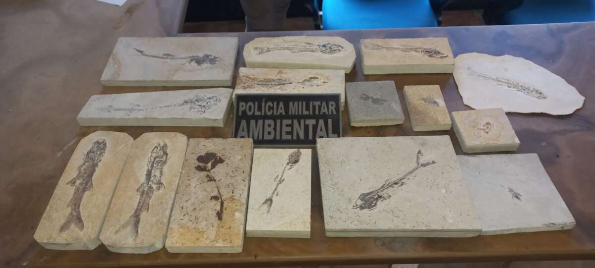 PMCE recolhe 15 fósseis durante fiscalizações em pedreiras de Nova Olinda e Santana do Cariri