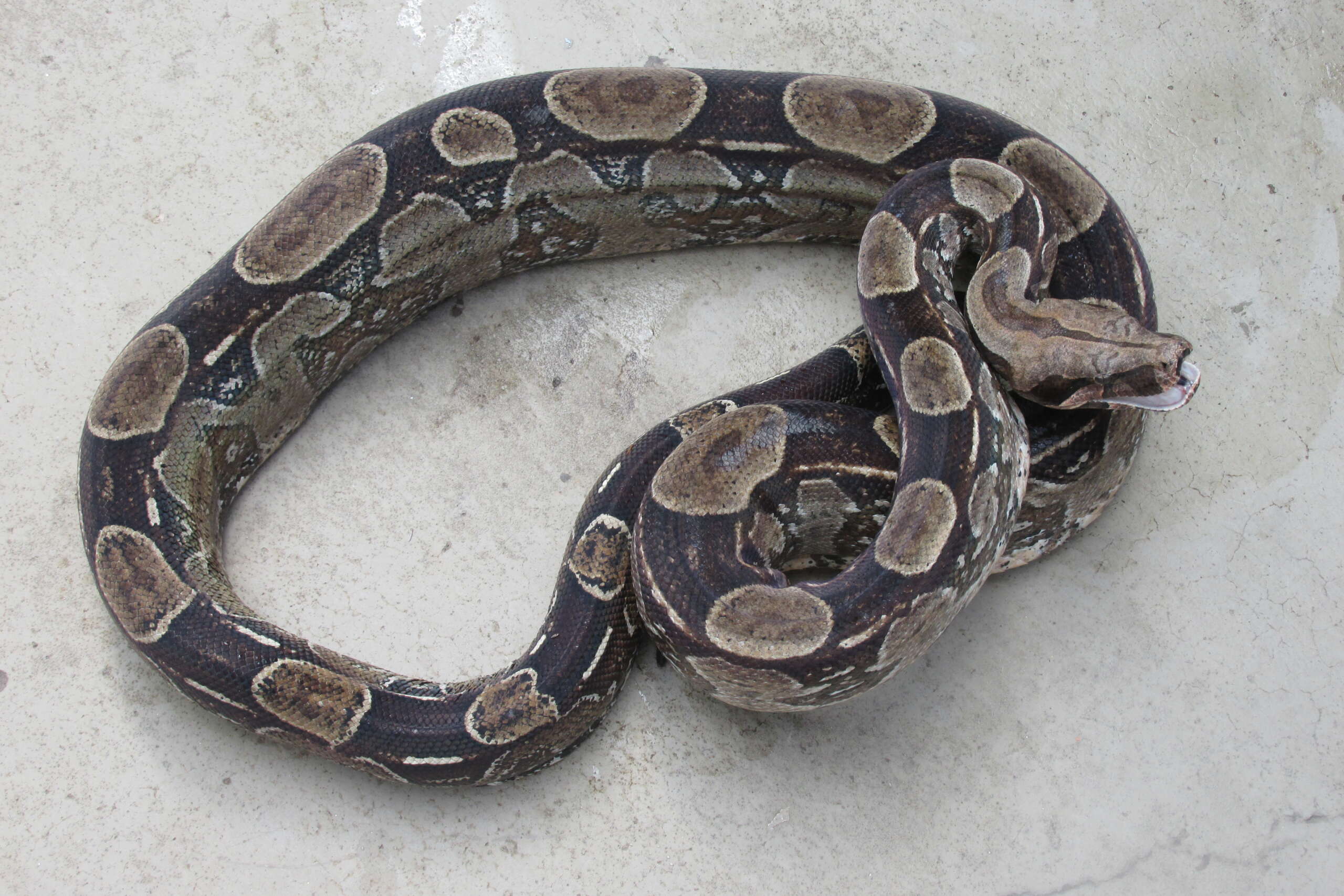 Cobra jiboia emite som de características individuais, aponta pesquisa com MHNCE/Uece