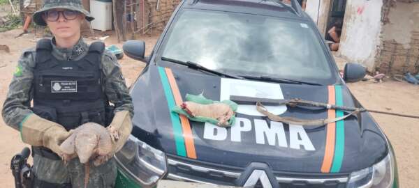 PMCE resgata animais silvestres em imóvel no município de Araripe