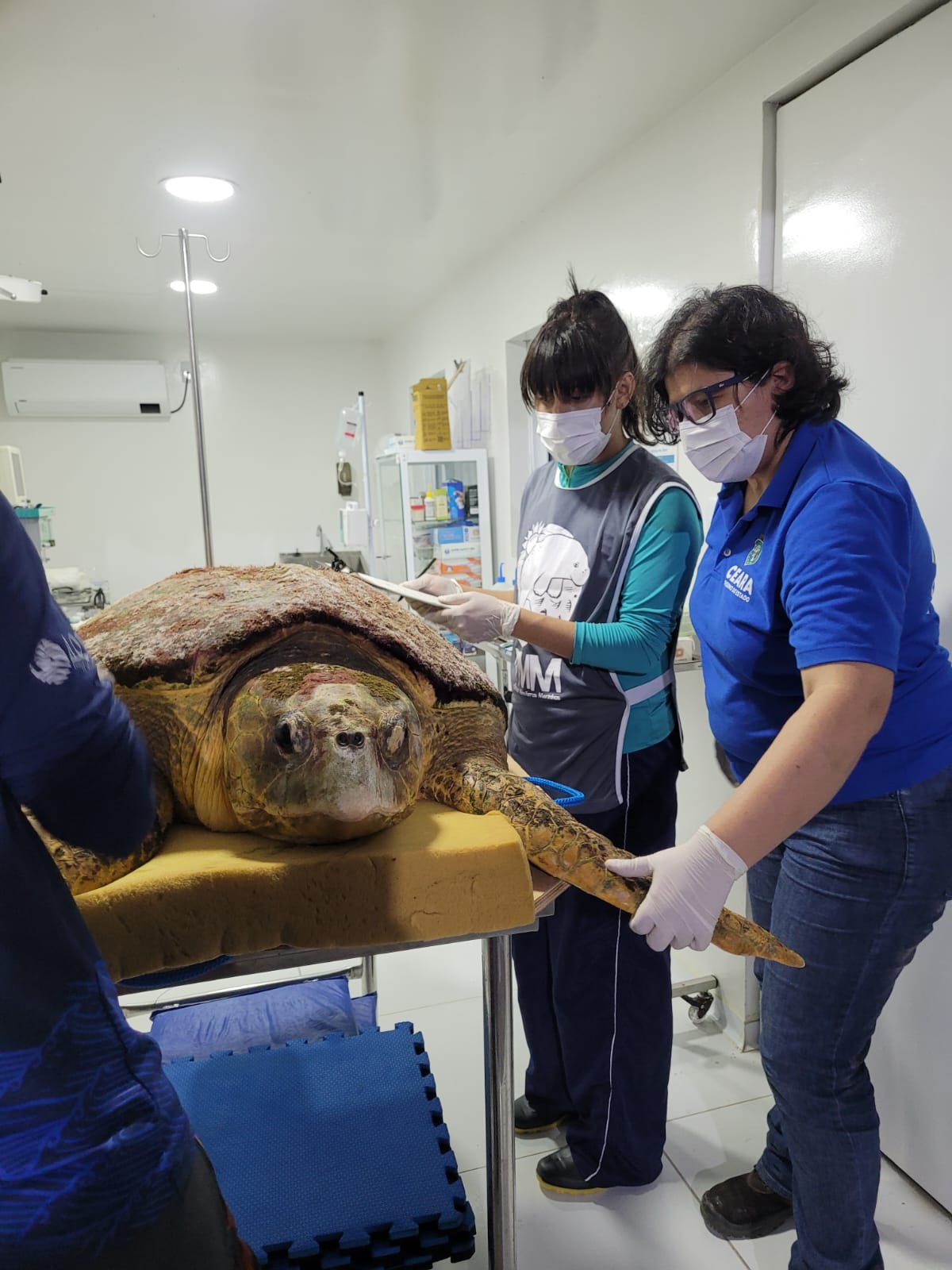 Semace resgata tartaruga encalhada no Trairi