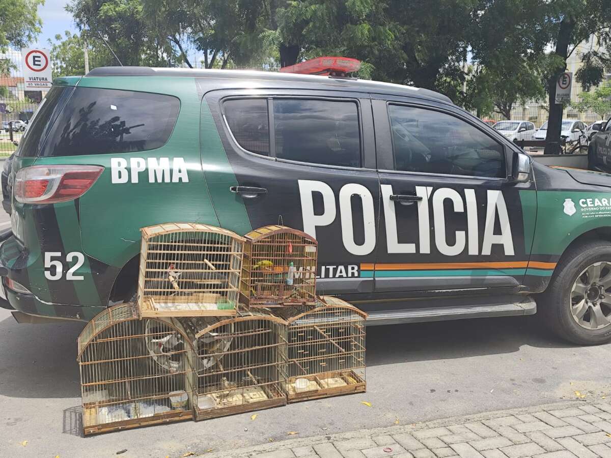 Com informações obtidas pelo Disque-Denúncia 181, PMCE resgata 11 aves silvestres na Hidrolândia