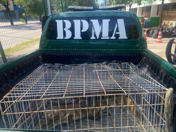 Polícia Militar resgata jacaré em residência em Caucaia