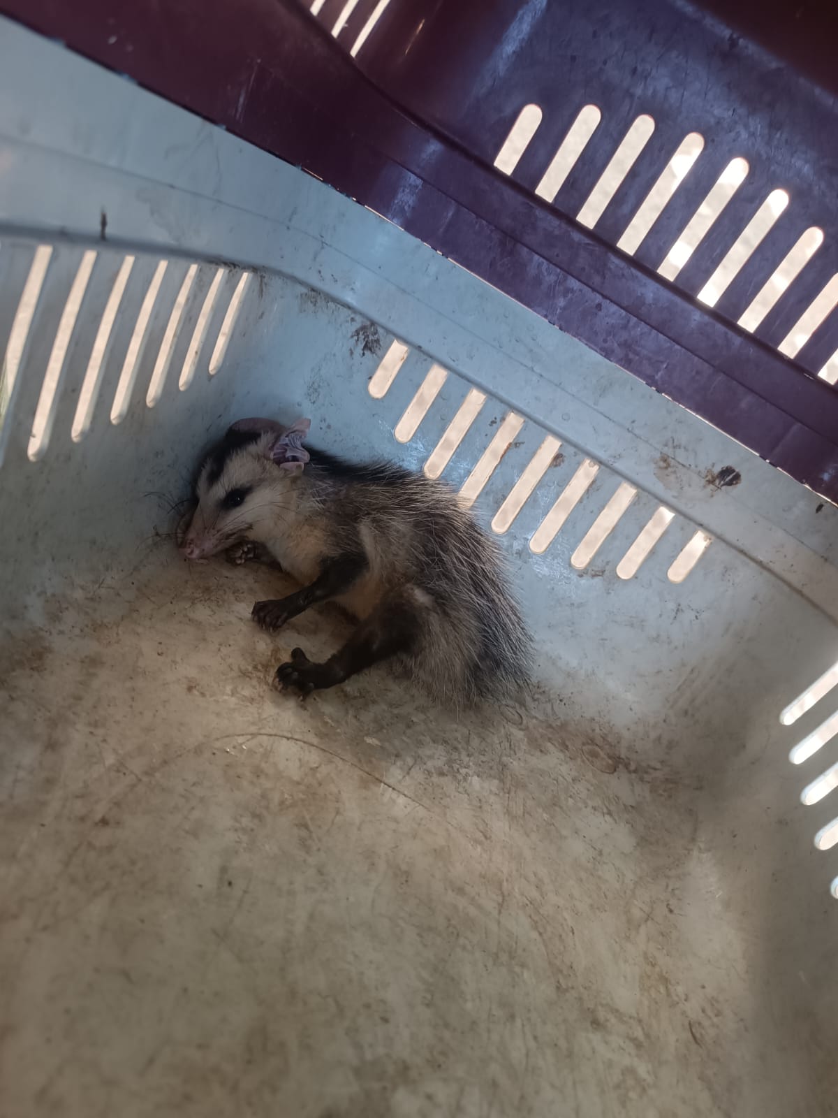 Em ações distintas, Polícia Militar resgata sagui e cassaco em Juazeiro do Norte