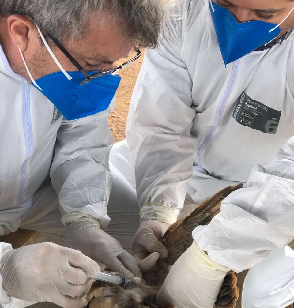 Adagri intensifica ações de combate à Influenza Aviária no Ceará