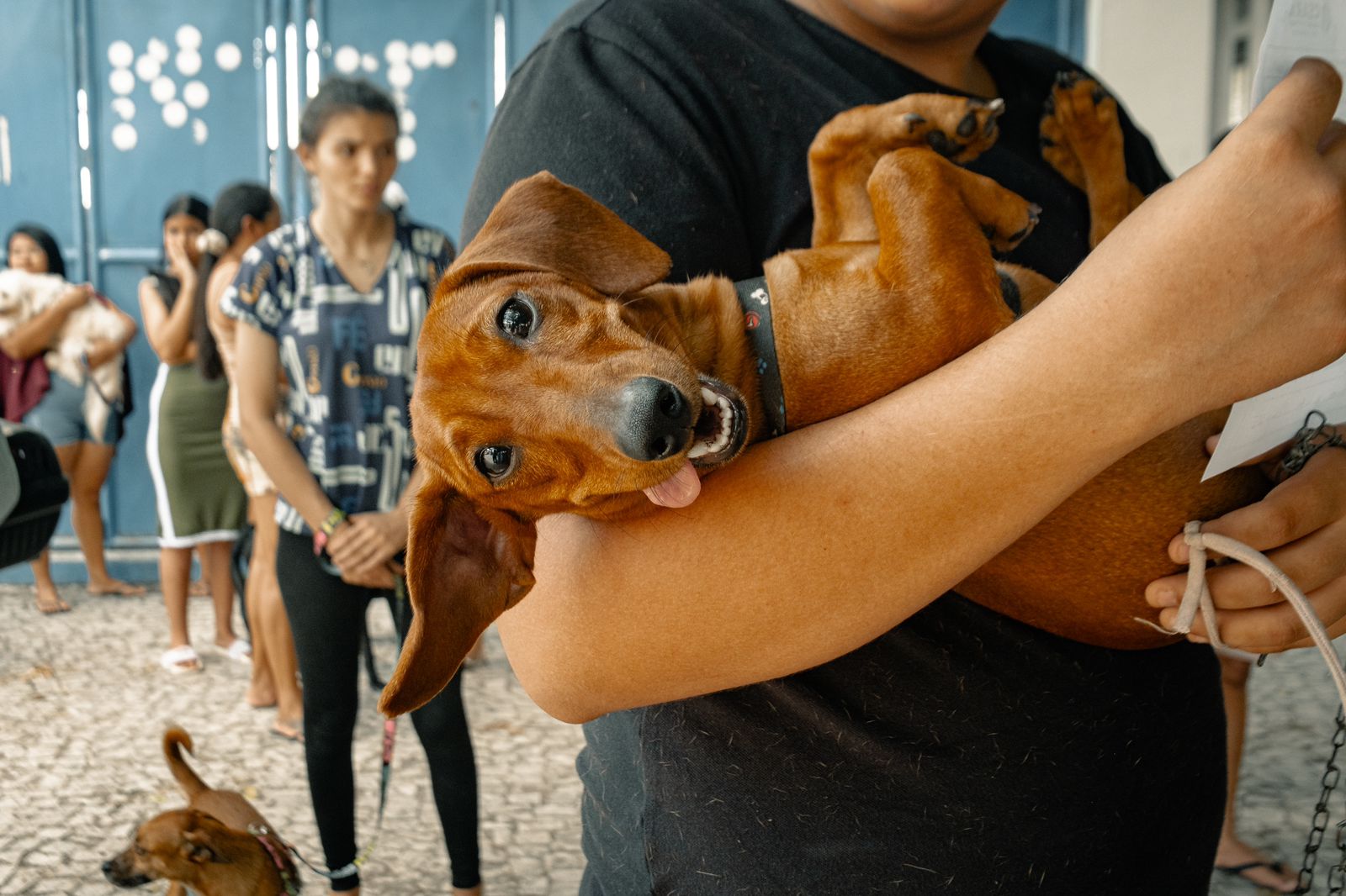 Agendamento para Pet Ceará Móvel no Planalto Ayrton Senna está disponível