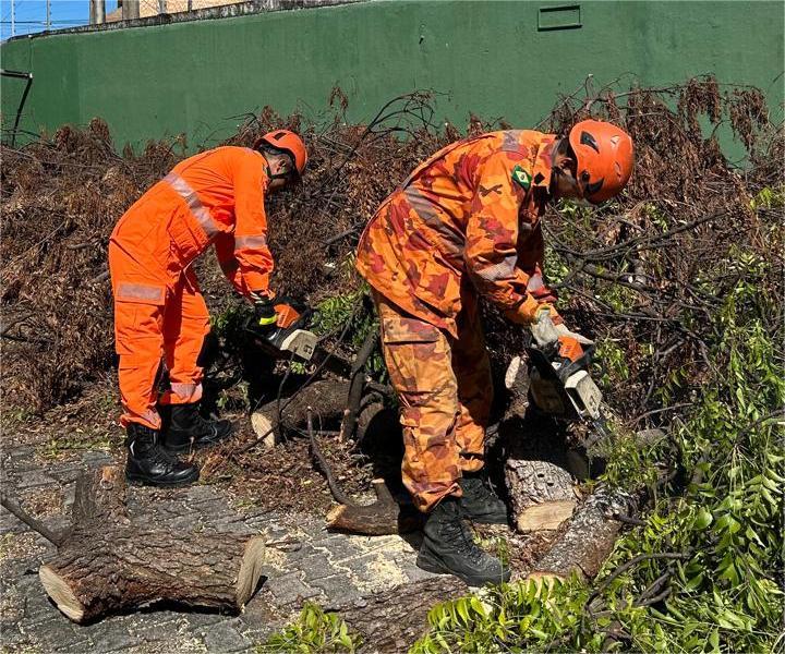 Corte de árvores: Mais de 600 atendimentos no primeiro quadrimestre de 2025