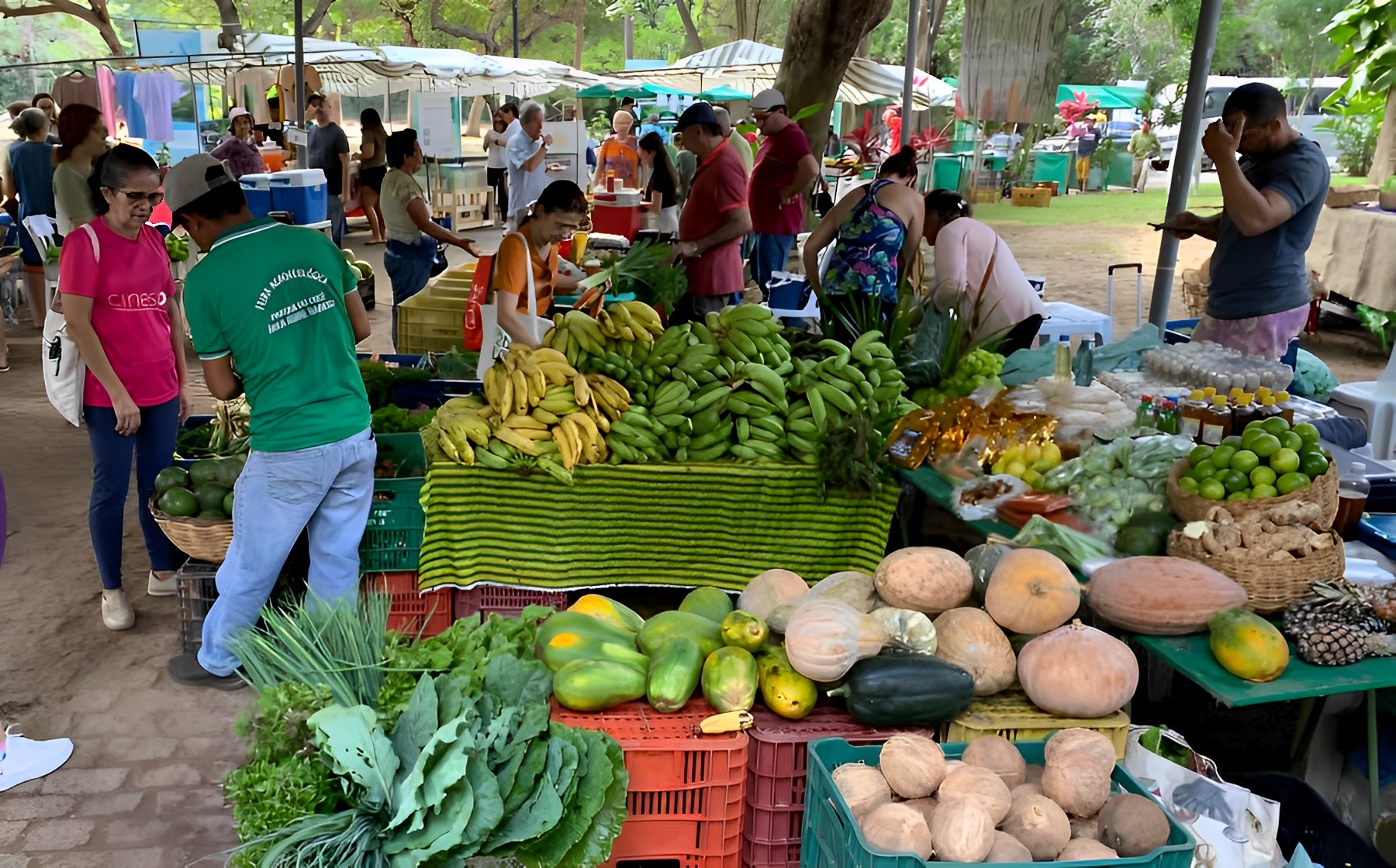 IV Festa da Colheita da Agroecologia do Ceará une São João e Junho Ambiental