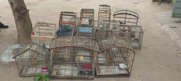 Polícia Militar resgata 19 pássaros de cativeiro na cidade de Jardim