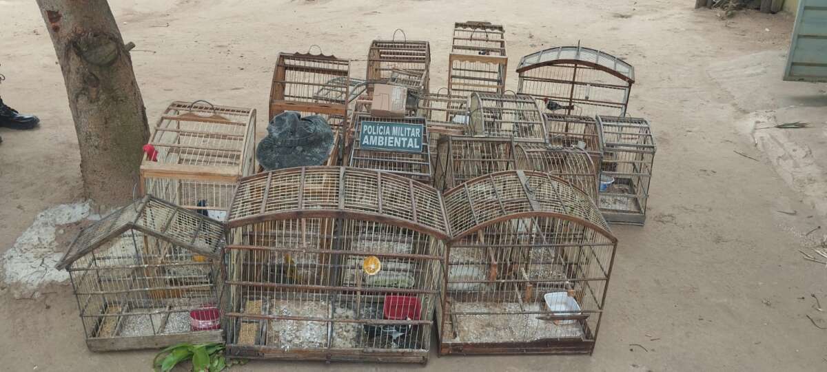 Polícia Militar resgata 19 pássaros de cativeiro na cidade de Jardim