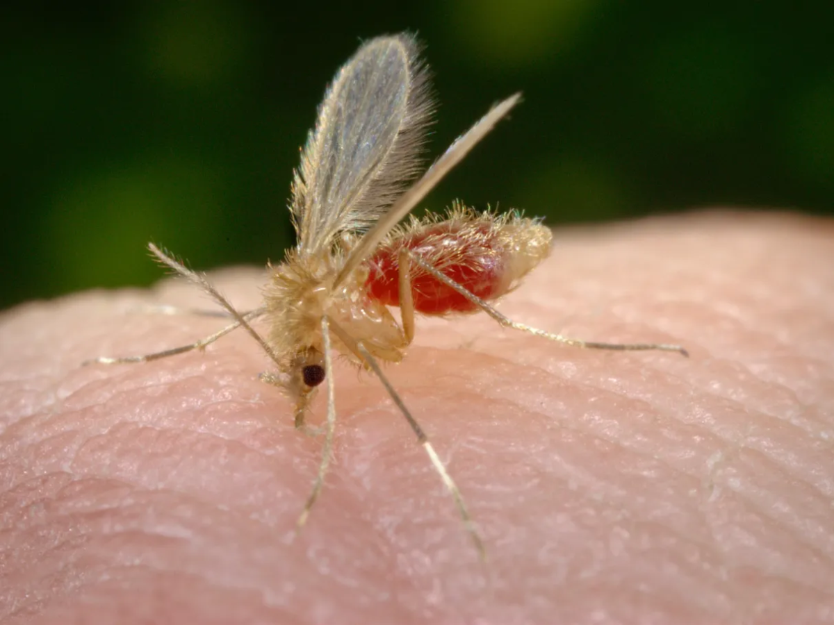Leishmaniose em humanos: Hospital São José orienta sobre transmissão, diagnóstico e tratamento