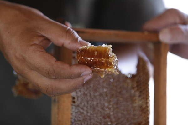 Produção de mel do Ceará cresce 241,09% de 2017 a 2024