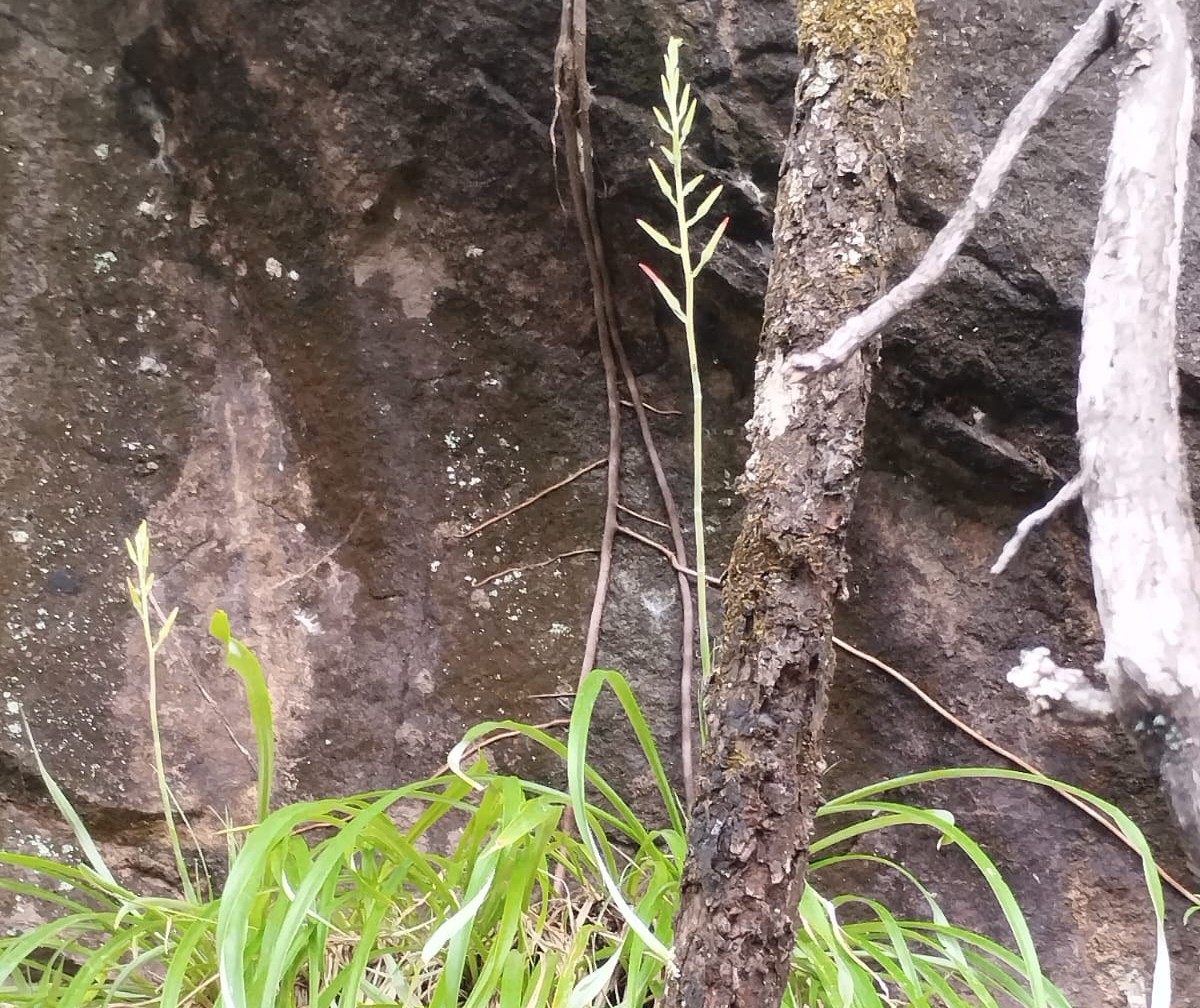 Espécie rara da flora da Caatinga é encontrada na APA da Bica do Ipu