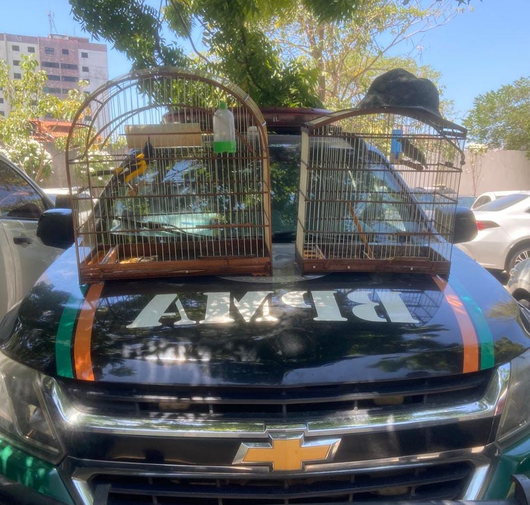 Polícia Militar resgata duas aves silvestres no Jardim Guanabara