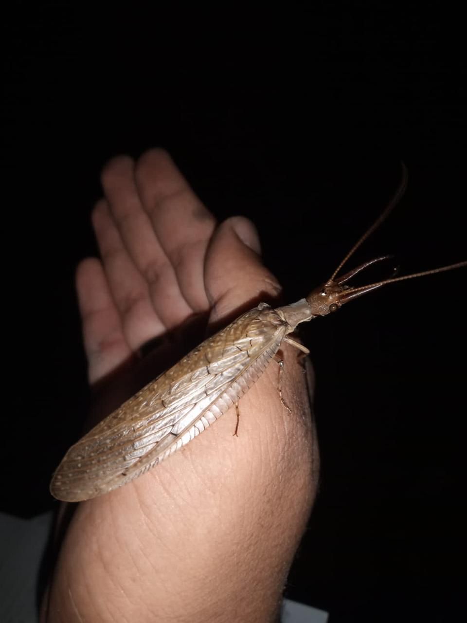 Redescoberta na Chapada do Araripe: espécie de inseto é registrada no CE após mais de 110 anos
