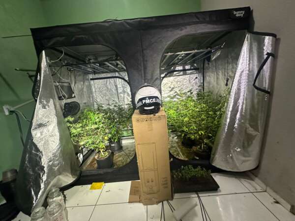 PMCE desarticula laboratório clandestino de maconha no bairro Genibaú